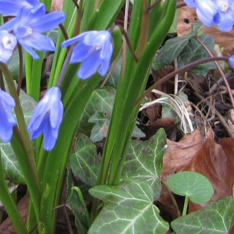 Chionodoxa forbesii - Schneestolz (Foliage)