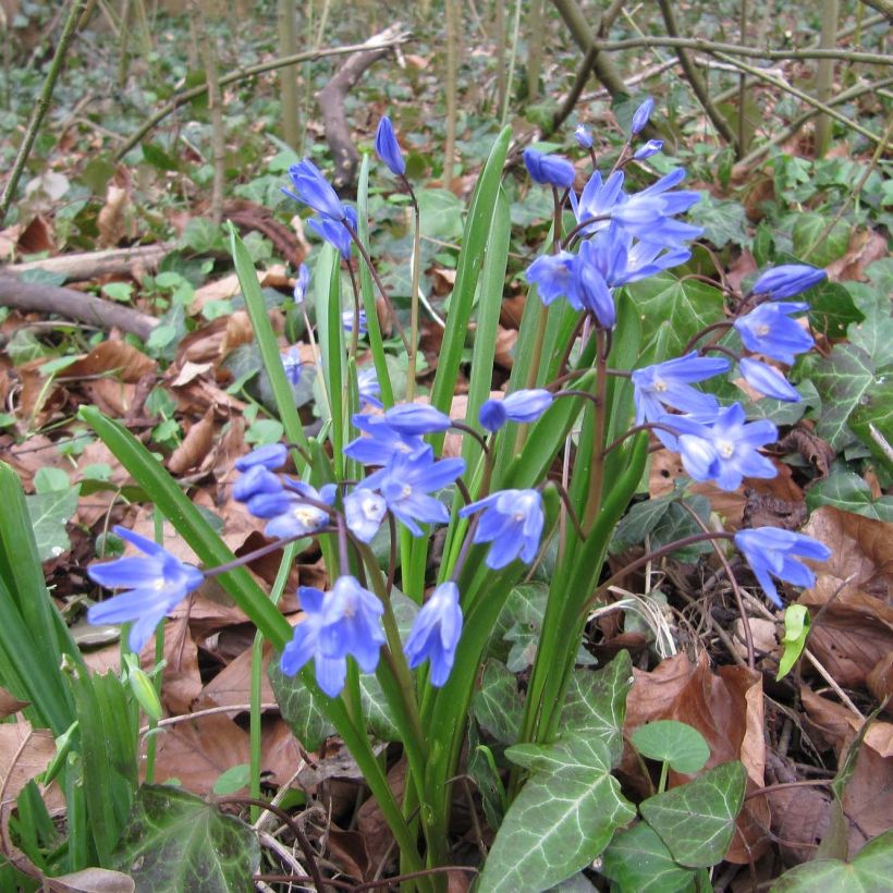 Chionodoxa forbesii - Schneestolz (Plant habit)