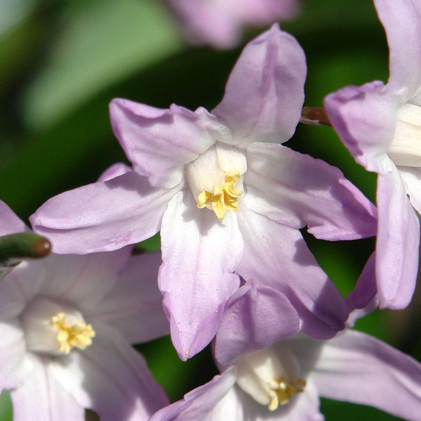 Chionodoxa forbesii Pink Giant - Schneestolz (Flowering)