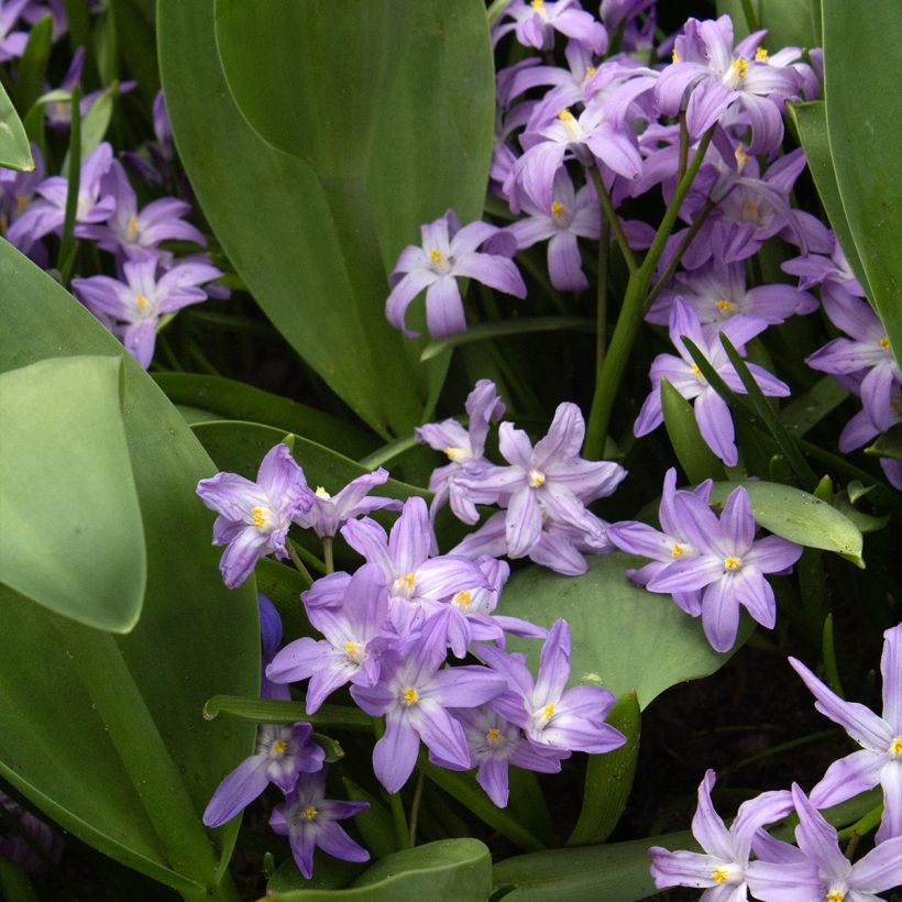 Chionodoxa forbesii Violet Beauty - Schneestolz (Plant habit)
