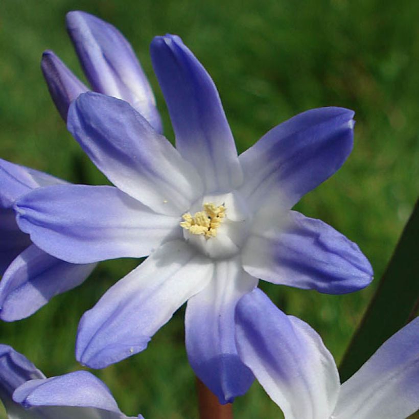 Chionodoxa luciliae - Schneestolz (Flowering)