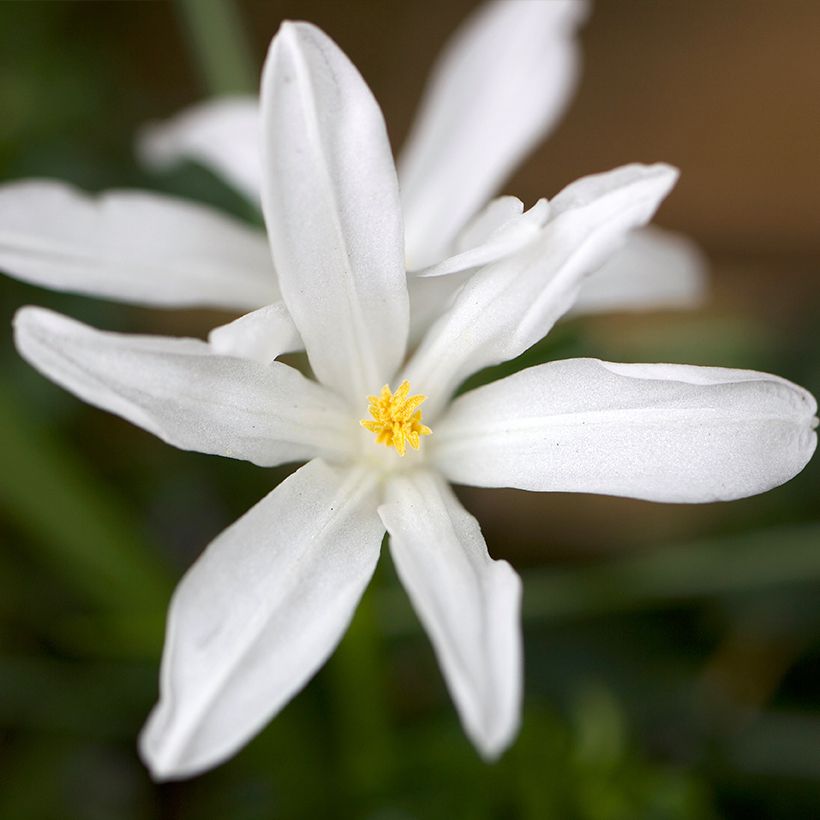 Chionodoxa luciliae Alba - Schneestolz (Flowering)