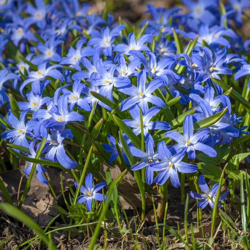 Chionodoxa luciliae - Schneestolz (Plant habit)