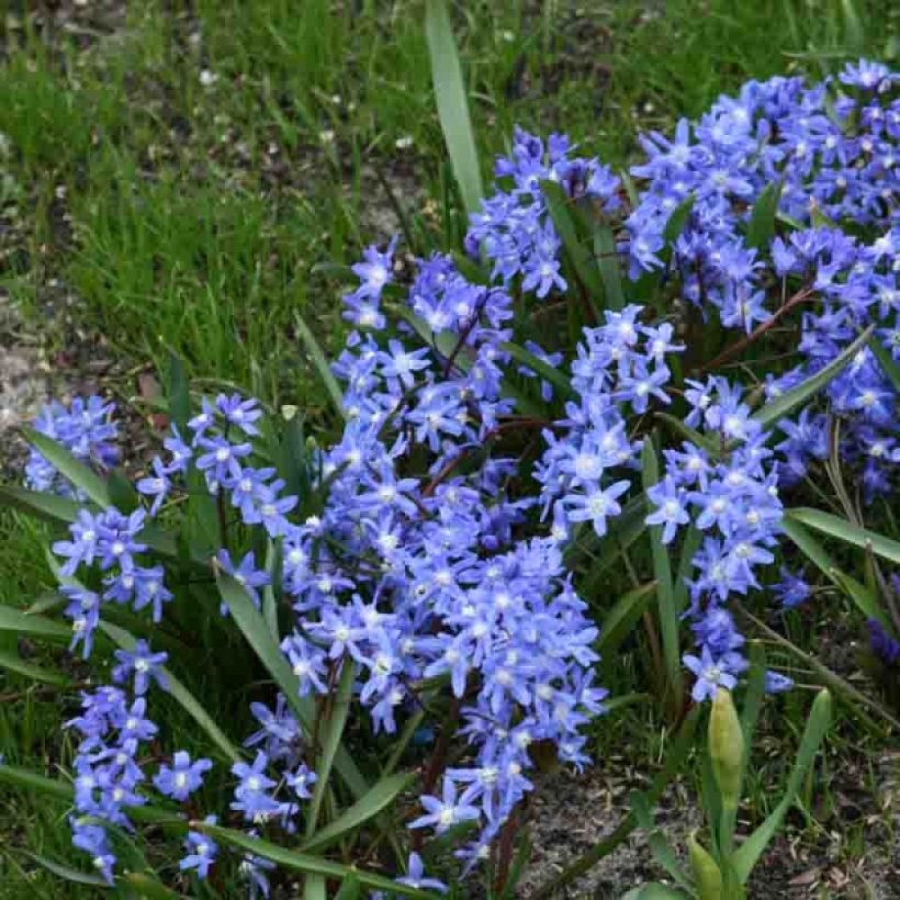 Chionodoxa sardensis - Dunkle Sternhyazinthe (Plant habit)