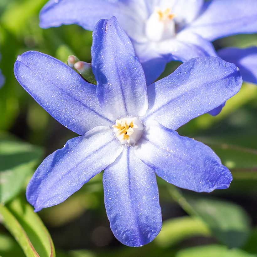 Chionodoxa sardensis - Dunkle Sternhyazinthe (Flowering)