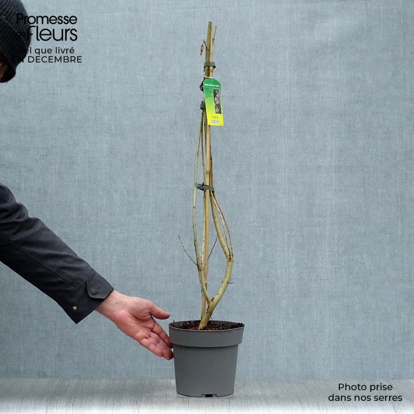 Exemplar von Chitalpa tashkentensis Summer Bells - Baumoleander Topf mit 2L/3L wie im Winter geliefert