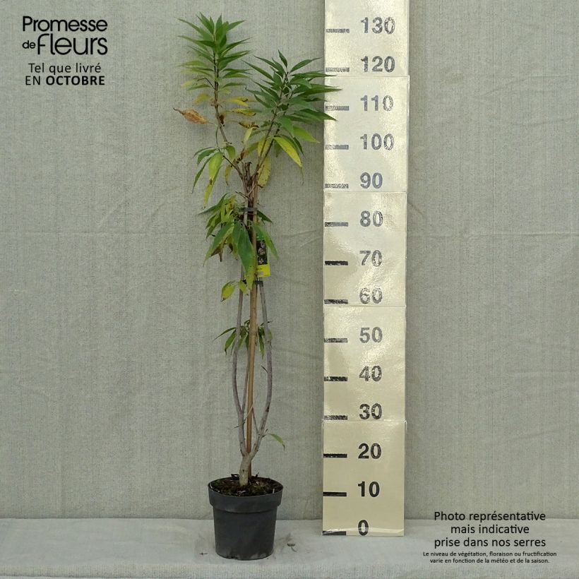 Example of Chitalpa tashkentensis Summer Bells - Baumoleander Topf mit 2L/3L as you get in automne