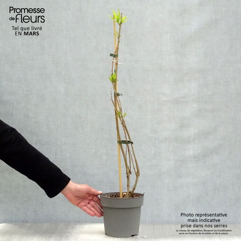 Exemplar von Chitalpa tashkentensis Summer Bells - Baumoleander Topf mit 2L/3L wie im Frühjahr geliefert