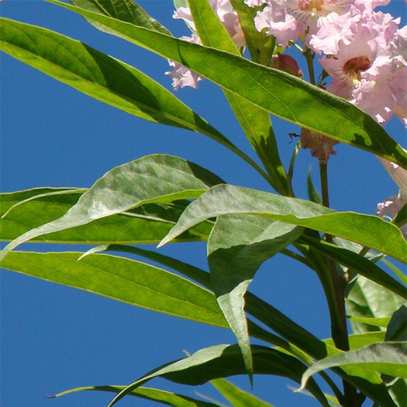Chitalpa tashkentensis - Baumoleander (Foliage)
