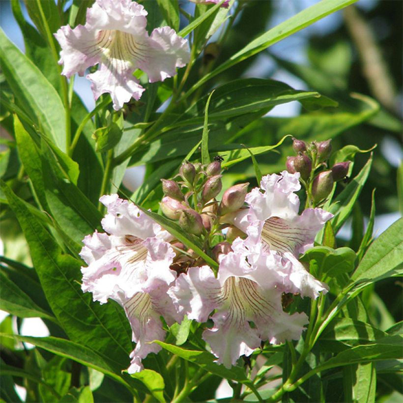 Chitalpa tashkentensis - Baumoleander (Flowering)
