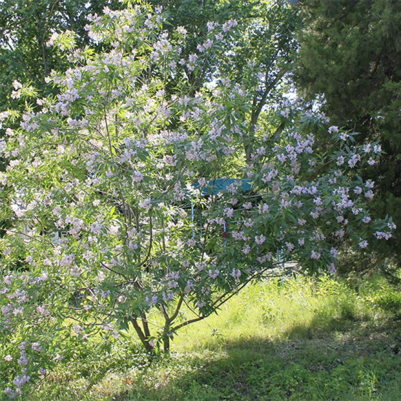 Chitalpa tashkentensis - Baumoleander (Plant habit)