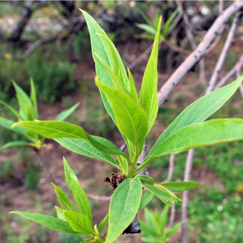 Chitalpa tashkentensis Summer Bells - Baumoleander (Foliage)