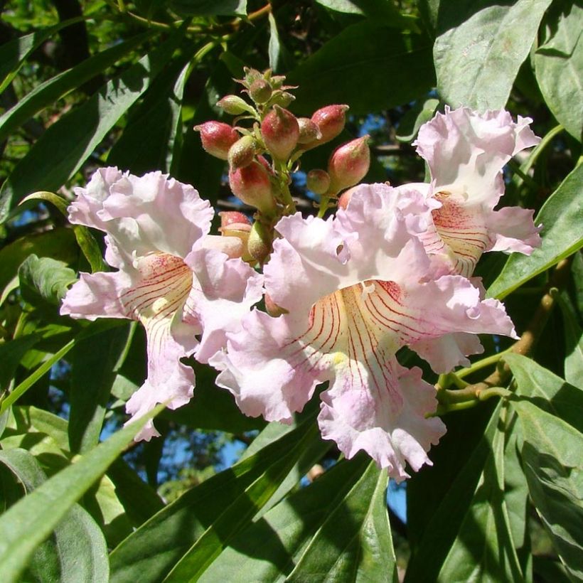 Chitalpa tashkentensis Summer Bells - Baumoleander (Flowering)