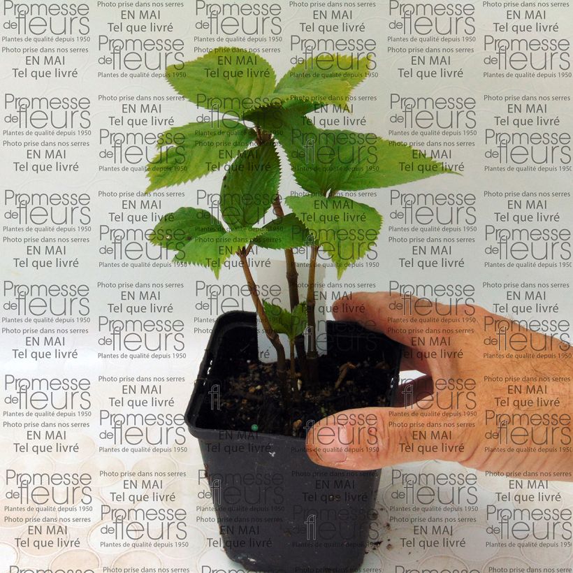 Example of Chloranthus fortunei Kleine Töpfe von 8/9 cm as you get