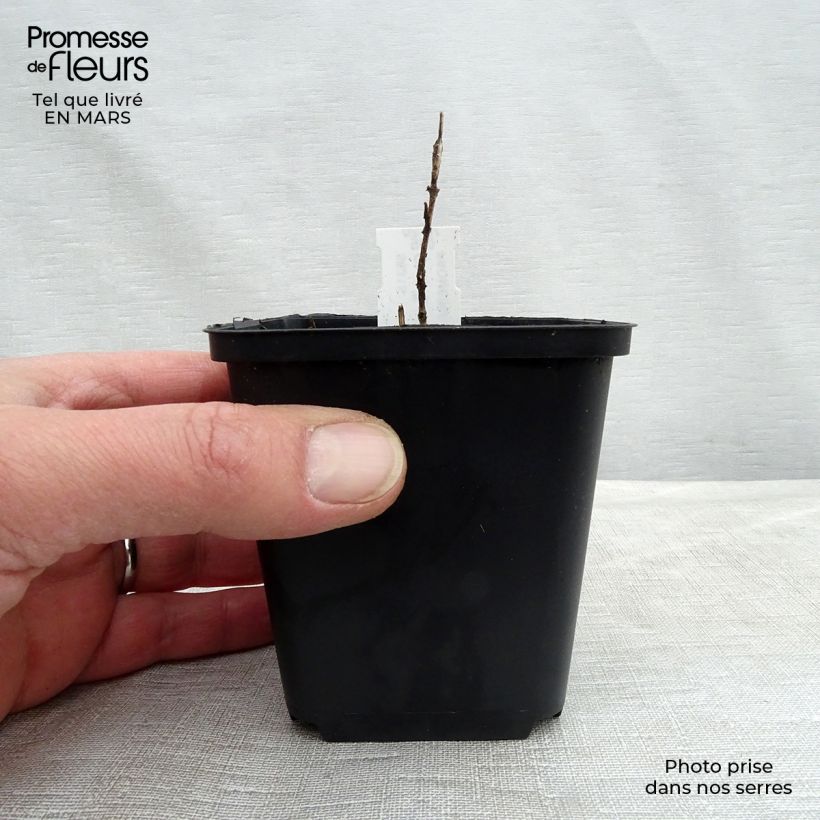 Exemplar von Chloranthus japonicus Kleine Töpfe von 8/9 cm wie im Winter geliefert