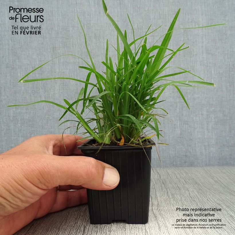 Example of Chloris distichophylla Kleine Töpfe von 8/9 cm as you get in automne