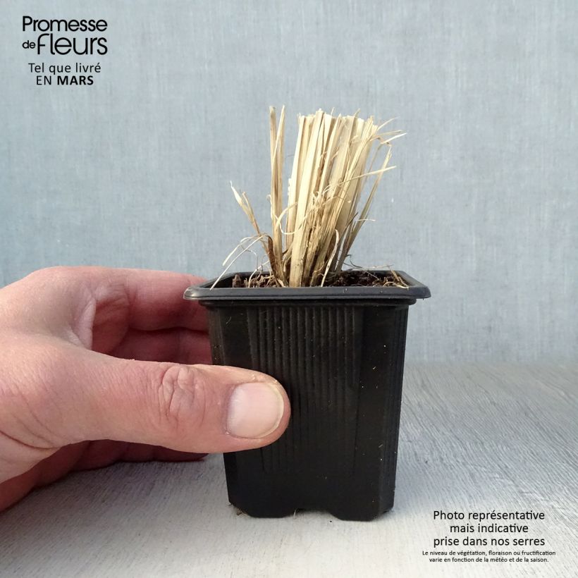 Exemplar von Chloris virgata Kleine Töpfe von 8/9 cm wie im Frühjahr geliefert