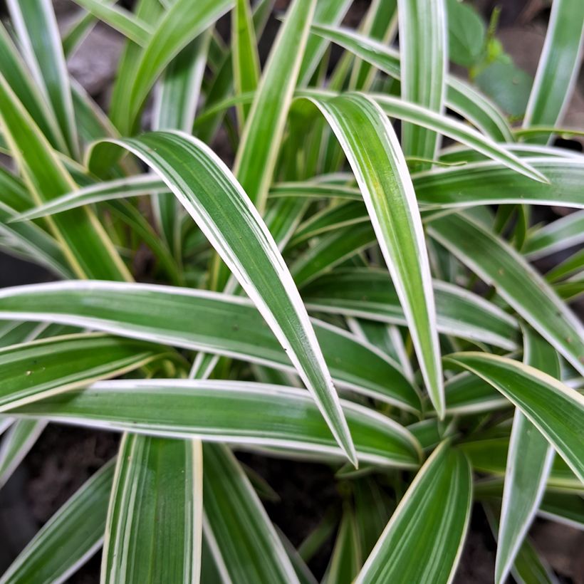 Chlorophytum Irish - Grünlilie (Foliage)