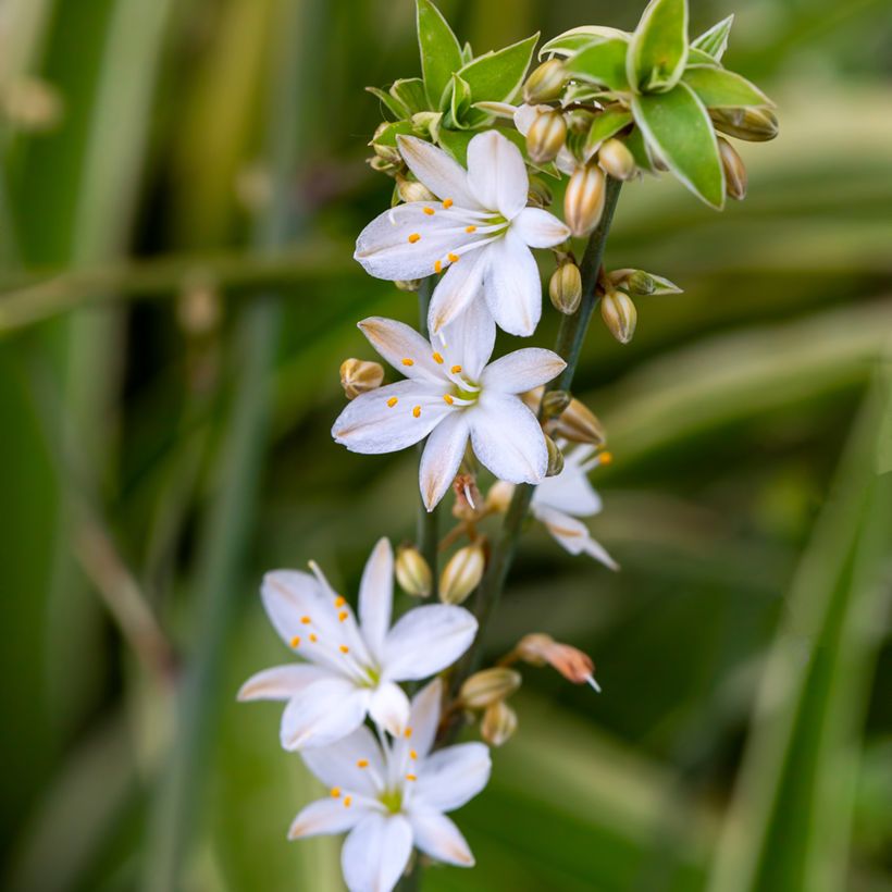 Chlorophytum Irish - Grünlilie (Flowering)