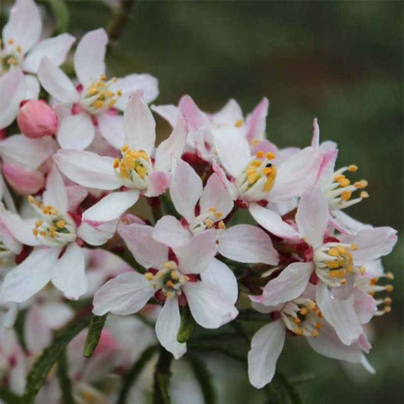 Orangenblume Apple Blossom - Choisya ternata (Flowering)