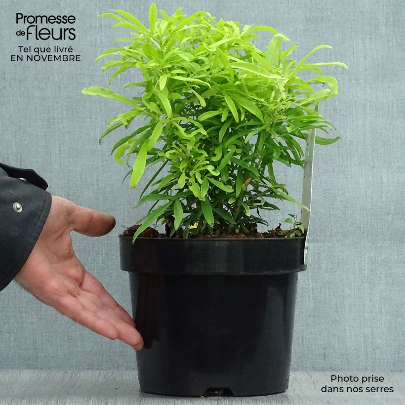 Example of Orangenblume Aztec Gold - Choisya ternata Topf mit 2L/3L as you get in automne