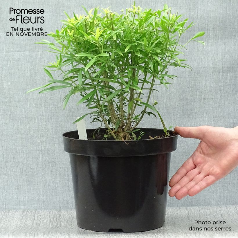 Example of Orangenblume Aztec Gold - Choisya ternata Topf mit 7,5L/10L as you get in automne