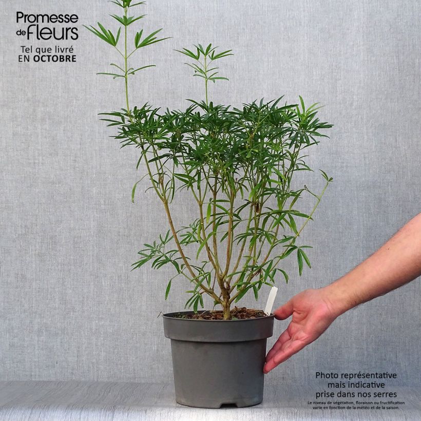 Example of Orangenblume Aztec Pearl - Choisya ternata Topf mit 4L/5L as you get in automne