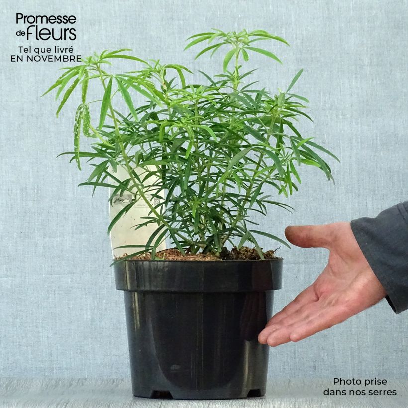 Example of Orangenblume Aztec Pearl - Choisya ternata Topf mit 2L/3L as you get in automne