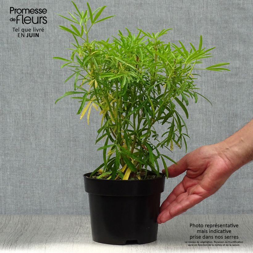 Exemplar von Orangenblume Aztec Pearl - Choisya ternata Topf mit 2L/3L wie im Sommer geliefert