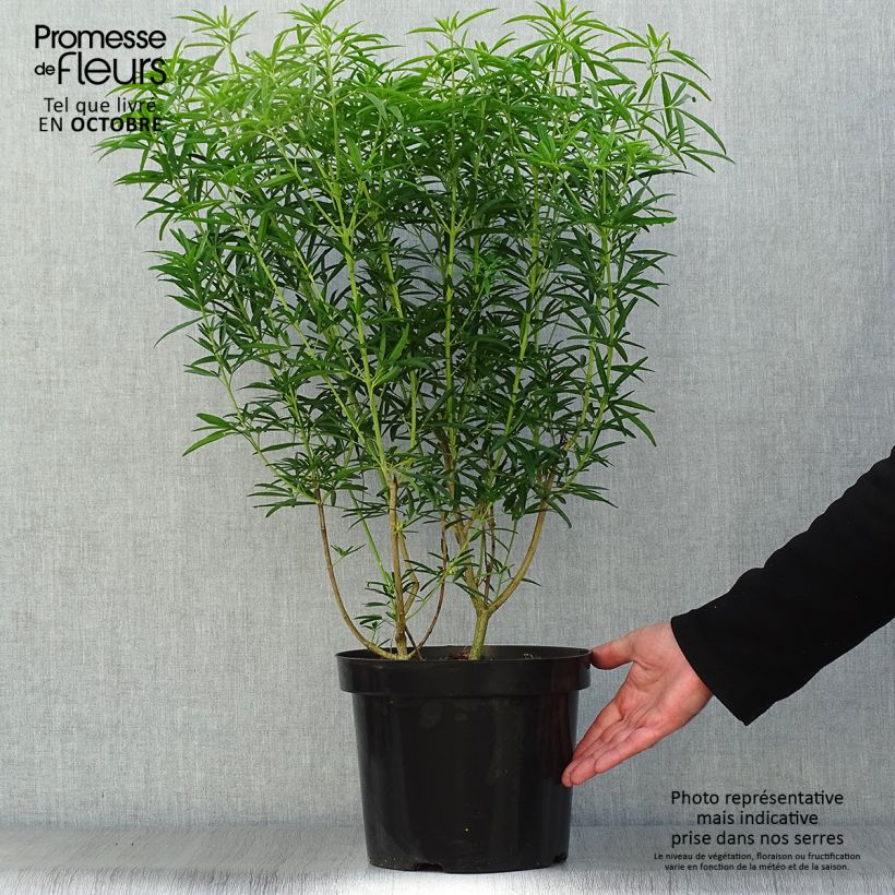 Example of Orangenblume Aztec Pearl - Choisya ternata Topf mit 7,5L/10L as you get in automne