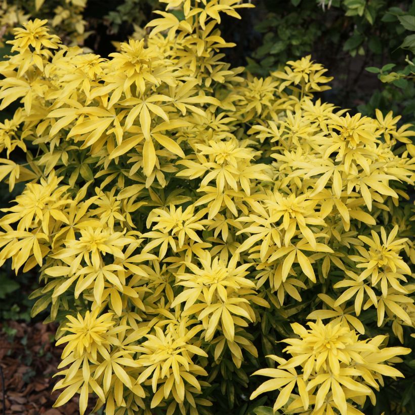 Orangenblume Goldfinger - Choisya ternata (Plant habit)