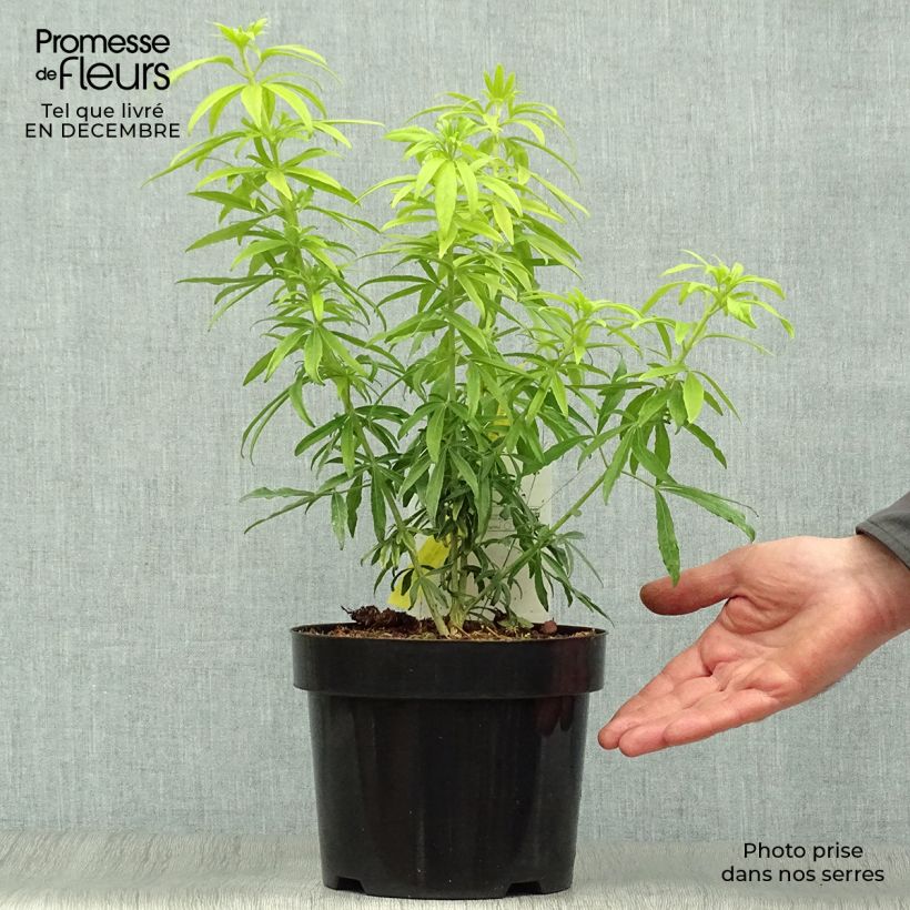 Exemplar von Orangenblume Goldfinger - Choisya ternata Topf mit 3L/4L wie im Winter geliefert