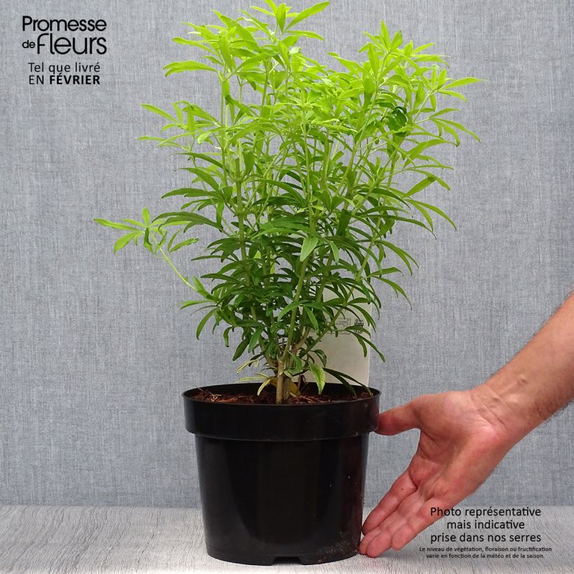 Example of Orangenblume Goldfinger - Choisya ternata Topf mit 3L/4L as you get in automne