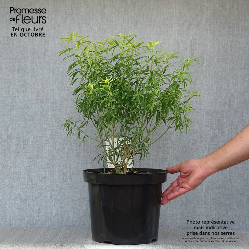 Example of Orangenblume Goldfinger - Choisya ternata Topf mit 7,5L/10L as you get in automne