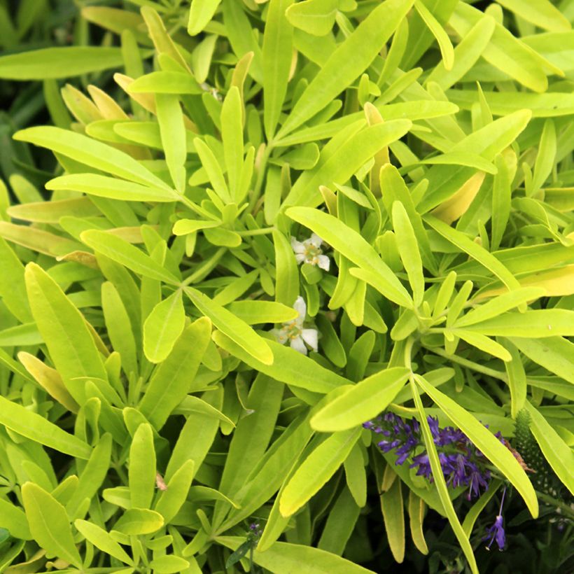 Orangenblume Goldfinger - Choisya ternata (Foliage)