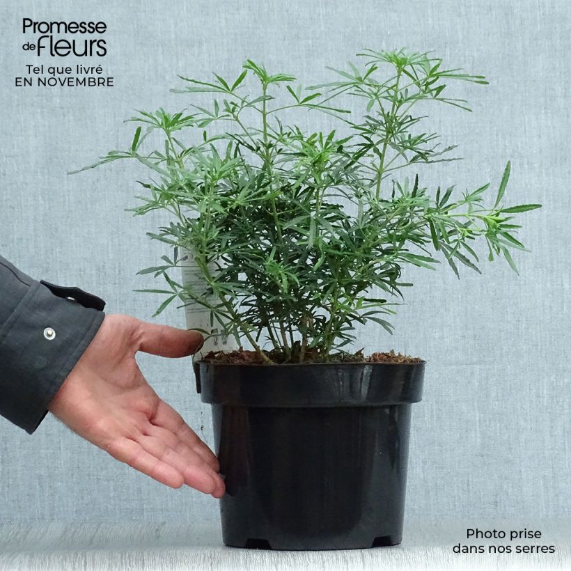 Example of Orangenblume White Dazzler - Choisya ternata Topf mit 7,5L/10L as you get in automne