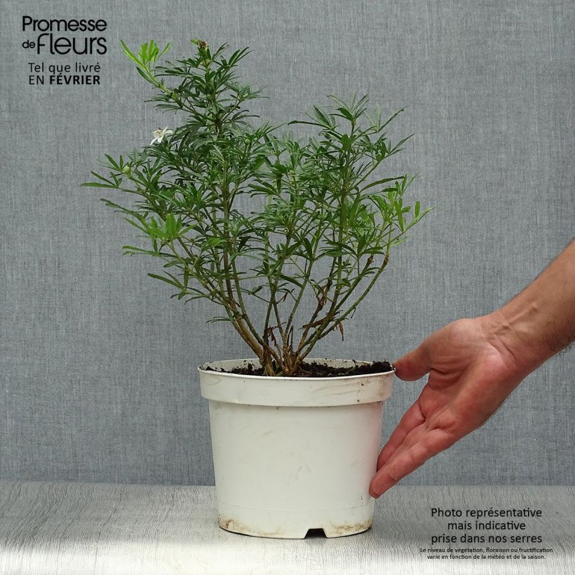 Example of Orangenblume White Dazzler - Choisya ternata Topf mit 2L/3L as you get in automne