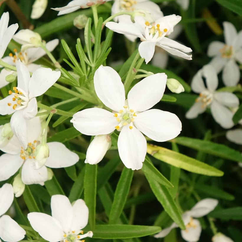 Orangenblume Aztec Pearl - Choisya ternata (Blüte)