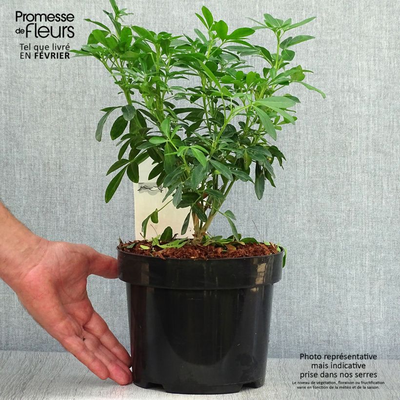 Example of Orangenblume - Choisya ternata Topf mit 4L/5L as you get in automne