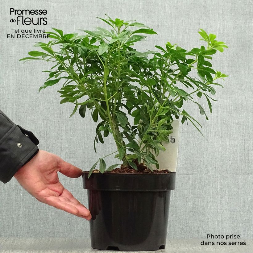 Exemplar von Orangenblume - Choisya ternata Topf mit 2L/3L wie im Winter geliefert