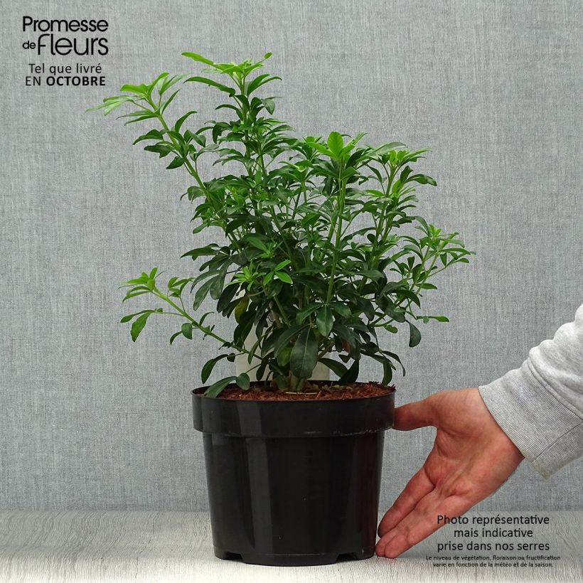 Example of Orangenblume - Choisya ternata Topf mit 2L/3L as you get in automne