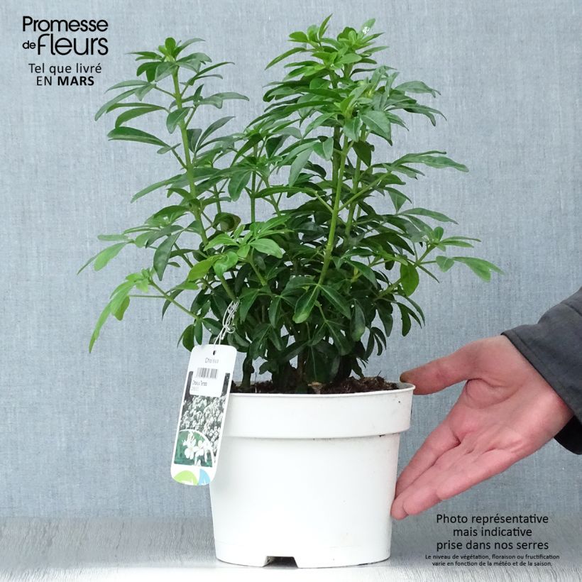 Exemplar von Orangenblume - Choisya ternata Topf mit 2L/3L wie im Frühjahr geliefert