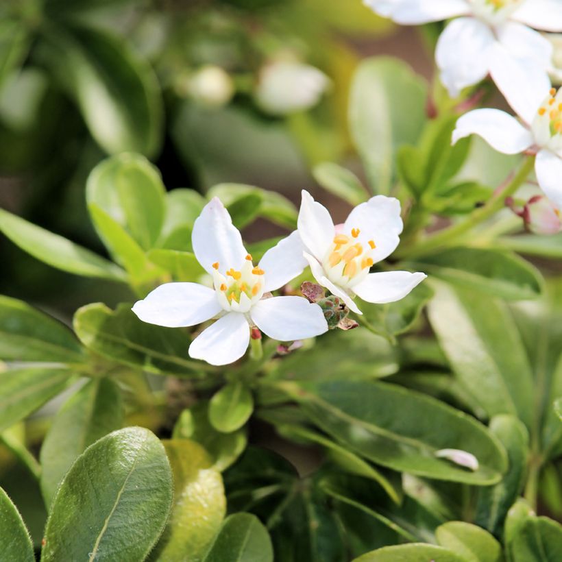 Orangenblume - Choisya ternata (Flowering)