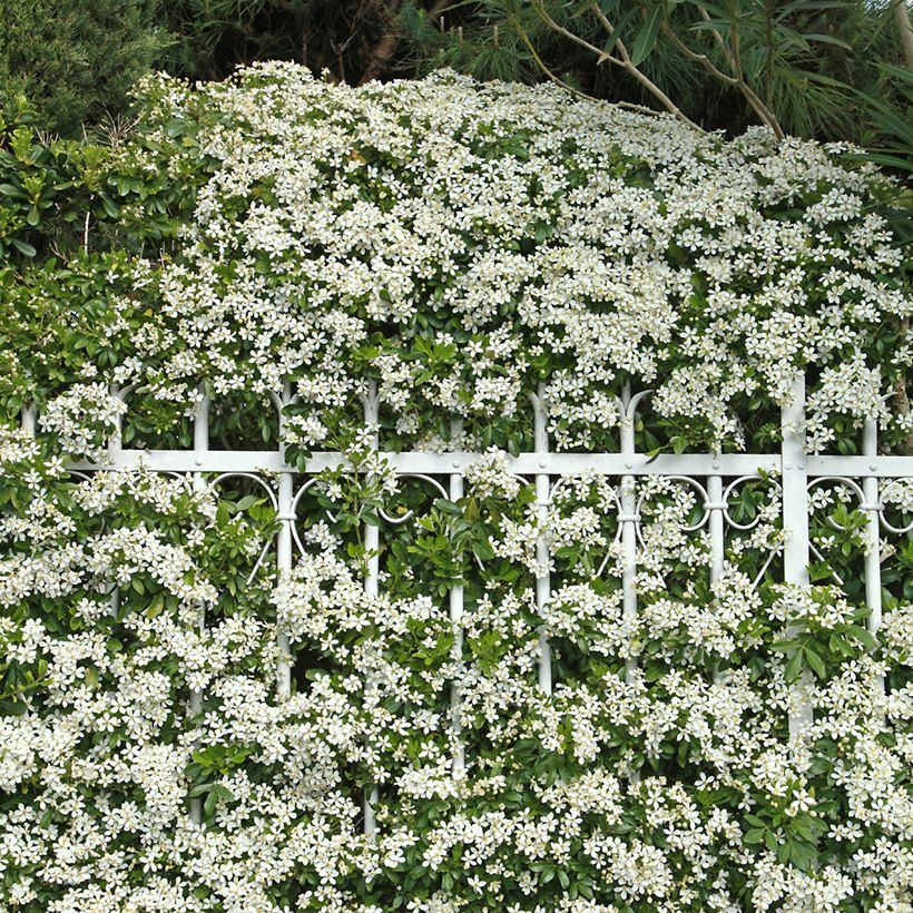 Orangenblume - Choisya ternata (Plant habit)