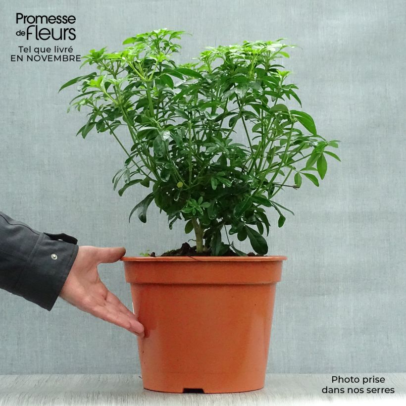 Example of Orangenblume - Choisya ternata Topf mit 7,5L/10L as you get in automne