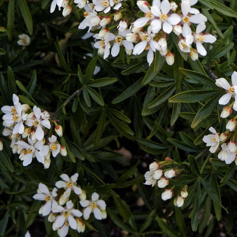Orangenblume Snow Flurries - Choisya ternata (Foliage)