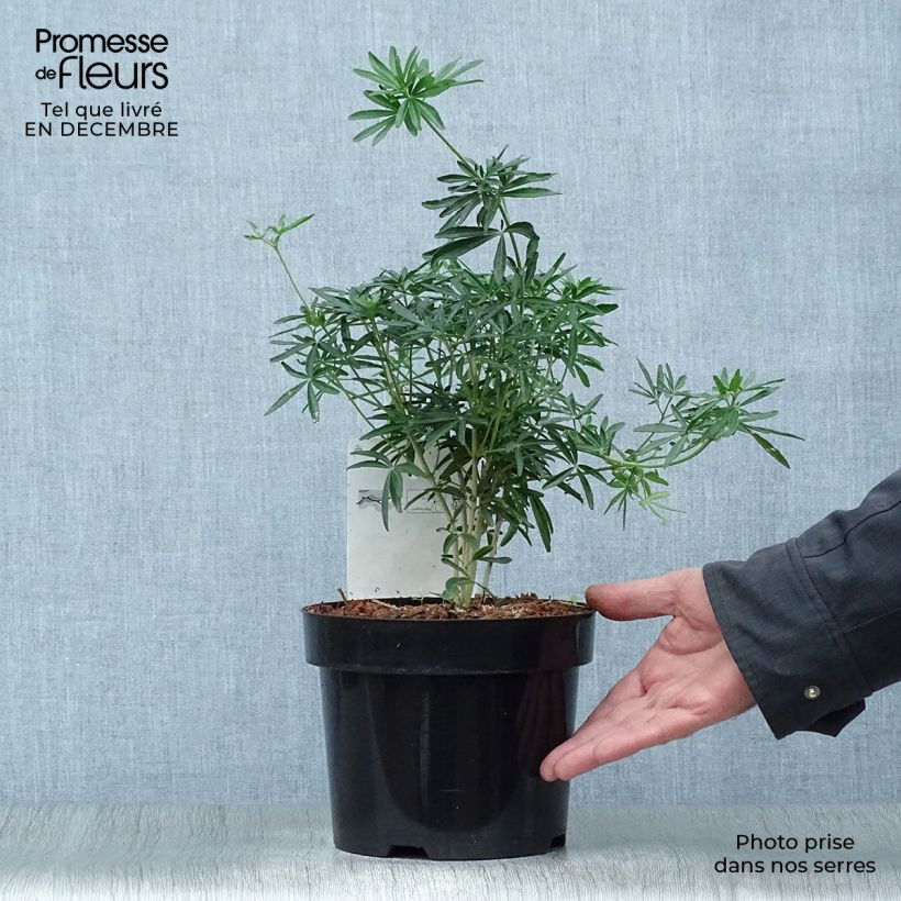 Exemplar von Orangenblume Snow Flurries - Choisya ternata Topf mit 2L/3L wie im Winter geliefert