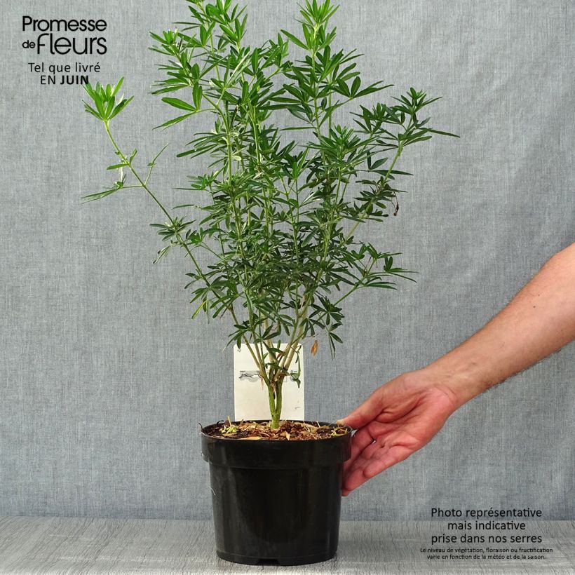 Example of Orangenblume Snow Flurries - Choisya ternata Topf mit 2L/3L as you get in ete