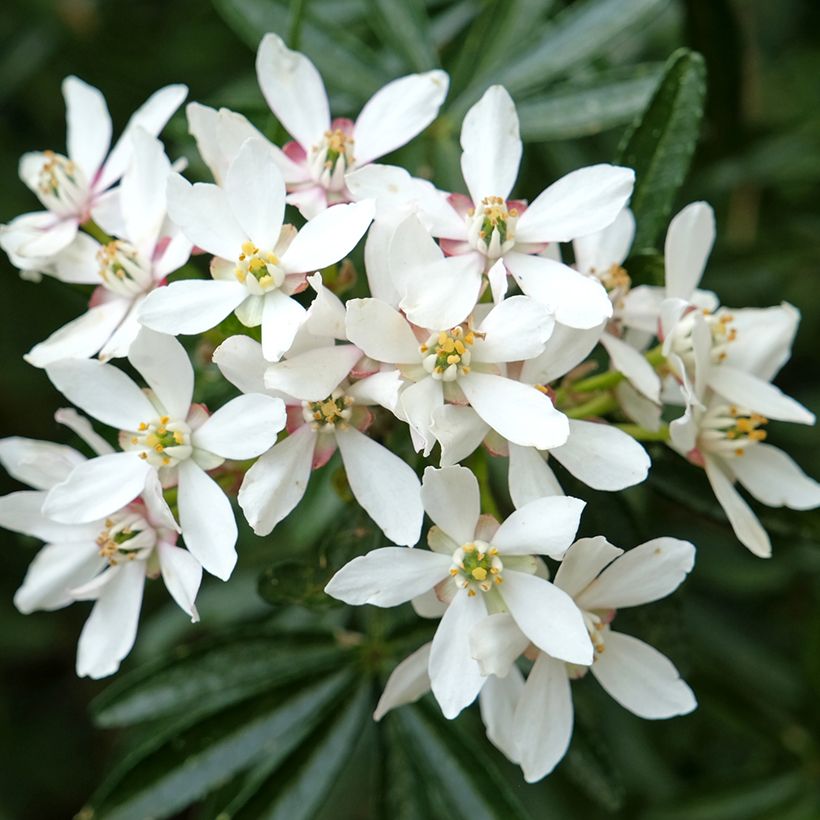 Orangenblume Snow Flurries - Choisya ternata (Flowering)