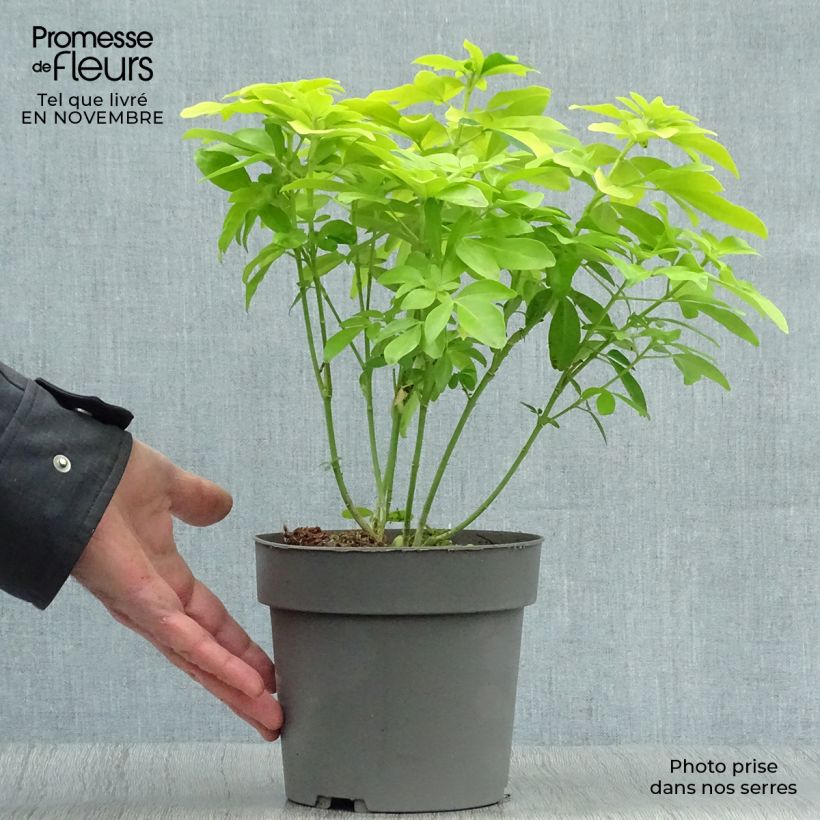 Example of Orangenblume Sundance - Choisya ternata Topf mit 2L/3L as you get in automne